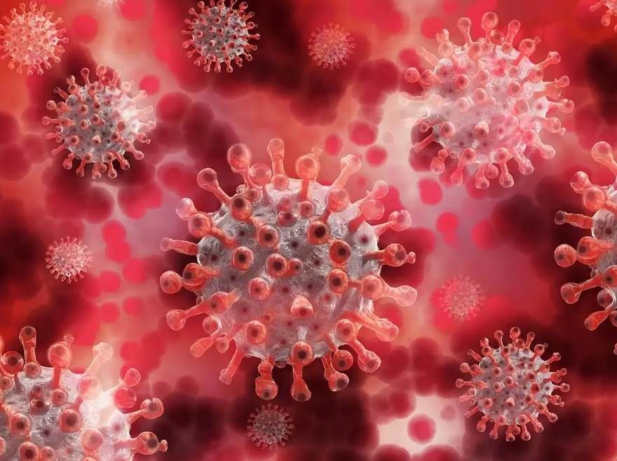 How coronavirus molecules in host cell decoded